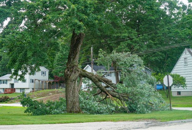 Best Best Tree Removal Services  in USA